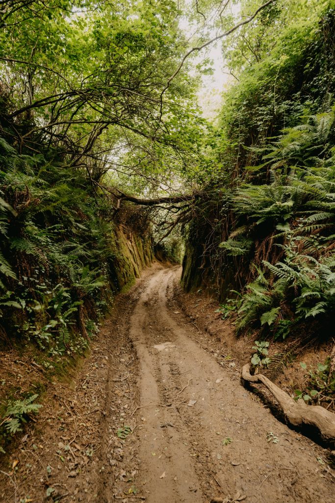Winding path with trees