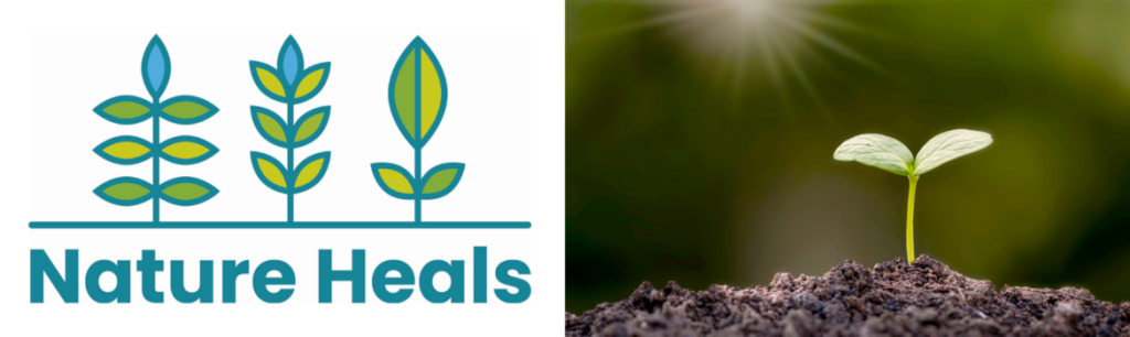Nature heals with young green shoot image